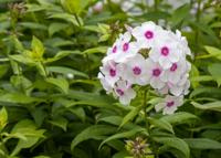 Vlambloem