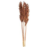 Droogbloemen Indian Corn 3 stuks - koperkleurig - 70 cm - Leen Bakker - thumbnail