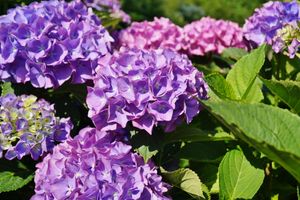 kleinblijvende hortensia
