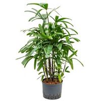 Rhapis palm excelsa extra hydrocultuur plant - thumbnail