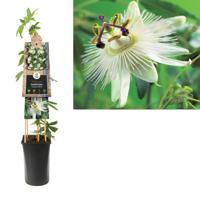 Klimplant Passiflora Constance Elliott 75 cm Passiebloem Van der Starre - Van der starre