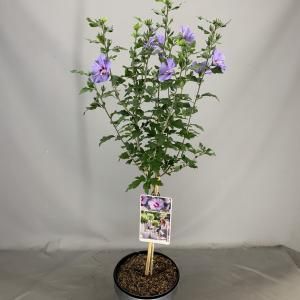Hibiscus syriacus Oliseau Blue op stam - Stam 50 cm - 2 stuks