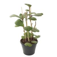 Grote Hoya Kerrii (hartjesplant opgebonden op stok) - P 17 cm