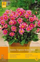 Dahlia topmix roze/pink 1st bloembol zomer Dahlia JUB - Jub