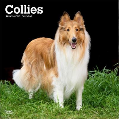 Schotse Herder / Collie Kalender 2026