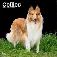 Schotse Herder / Collie Kalender 2026