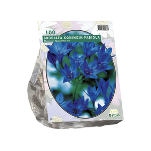 Brodiaea
