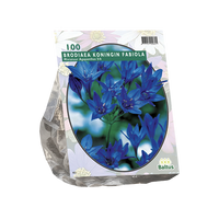 Brodiaea
