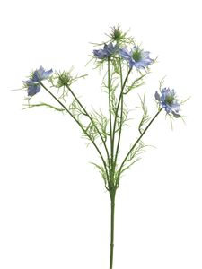 Nigella damascena blauw 66cm