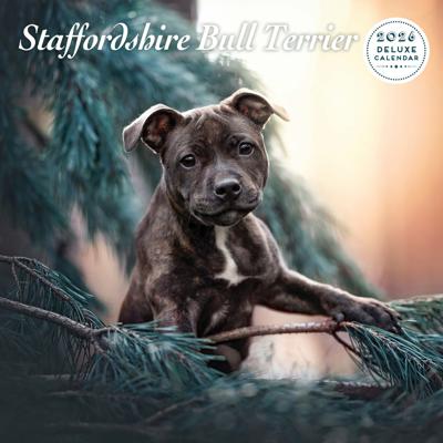Staffordshire Bull Terrier Kalender 2026 Deluxe