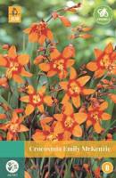 Crocosmia Emilie Mckenzie oranje/rood 10 bloembollen Montbretia JUB - Jub