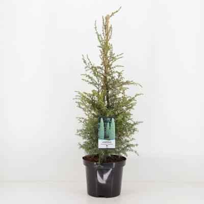 Juniperus communis suecica 75 cm - Warentuin natuurlijk