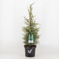 Juniperus communis suecica 75 cm - Warentuin natuurlijk