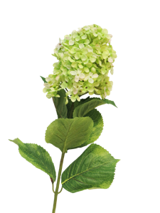 Hydrangea Microphila creme 85cm