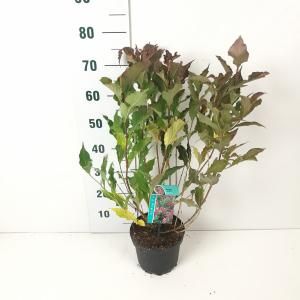 Weigela Red Prince - 40 - 50 cm - 7 stuks
