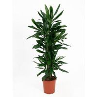 Dracaena janet lind L kamerplant - thumbnail