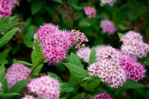 Spierstruik spirea