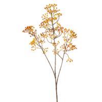 Rosehip