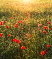 Komar Stefan Hefele; Komar Wanderlust Fotobehang Poppy World - SHX5-071