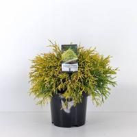 Chamaecyparis pis filifera aurea 30 cm - Warentuin natuurlijk