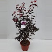 Japanse esdoorn (Acer palmatum "Bloodgood") heester - 100+ cm - 1 stuks