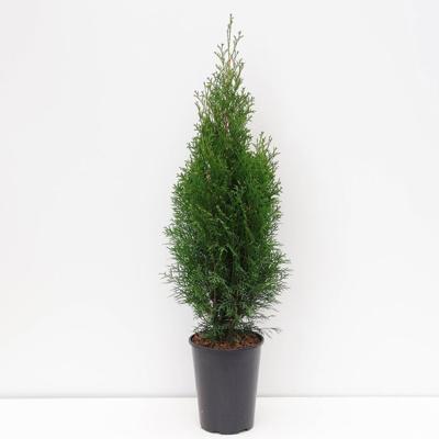 Thuja occidentalis smaragd 60-125 cm - Warentuin natuurlijk