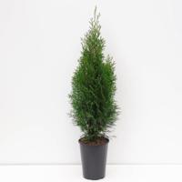 Thuja occidentalis smaragd 60-125 cm - Warentuin natuurlijk