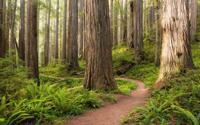 Komar Stefan Hefele; Komar Wanderlust Fotobehang Redwood Trail - SHX9-077