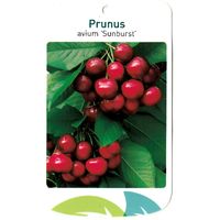 Prunus Avium Sunburst - Oosterik Home - thumbnail