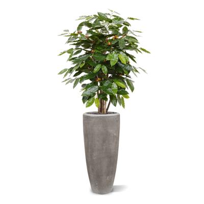 Coffee Arabica kunstplant 100cm
