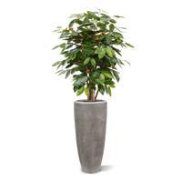 Coffee Arabica kunstplant 100cm