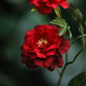 Wilde Rozen Kunsttak 71cm Rood
