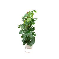 Combi deal - Monstera Pertusum XL inclusief elho Vibes Fold Round wit Ø30 - 150 cm Combi deal - Monstera Pertusum XL inclusief elho Vibes Fold Round wit Ø30 - 150 cm