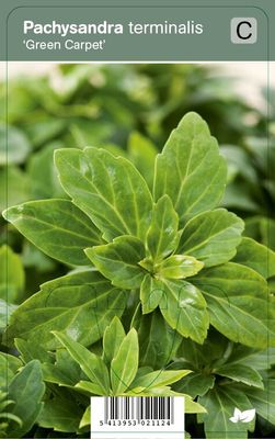 Vips Pachysandra terminalis Green Carpet - Schaduwkruid