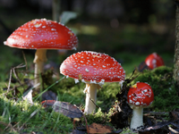 Tuinposter Paddestoelen