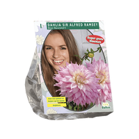 Zomer Bloembollen Dahlia Giant Dec. Sir Alfred Ramsey per 1 Baltus - Baltus