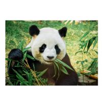 Cadeau pandaliefhebber poster panda beer 84 x 59 cm Cadeau pandaliefhebber poster panda beer 84 x 59 cm