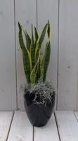 Vrouwentong Sansevieria groengeel in hoge zwarte/antraciete pot 40 cm Warentuin Natuurlijk - Warentuin natuurlijk