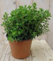 Marjolein Kruiden Origanum Warentuin Natuurlijk - Warentuin natuurlijk