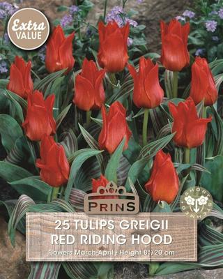 Prins tulp Red Riding Hood 25 bollen