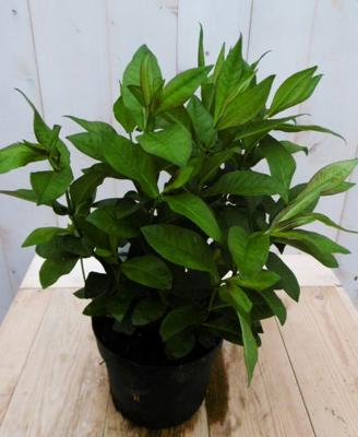 Vlambloem Philox wit 60 cm - Warentuin natuurlijk