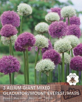 Prins Allium giant mix 3 bollen