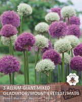 Prins Allium giant mix 3 bollen