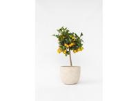 Citrus Calamondin op stam Citrus Calamondin op stam