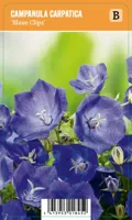 Campanula carpatica Blaue Clips P9