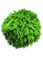 Fern ball green 50cm (6 month UV-protected)