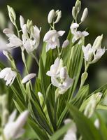 Japanse Orchidee / Bletilla striata Alba