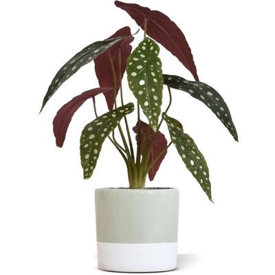 Begonia Maculata kunstplant 35cm