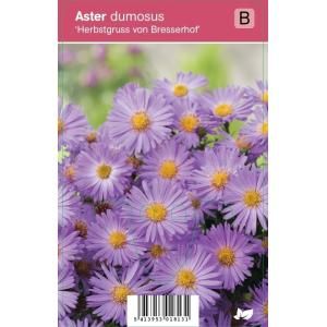 Aster (aster dumosus "Herbstgruss vom Bresserhof") najaarsbloeier - 12 stuks