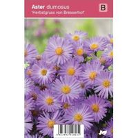 Aster (aster dumosus "Herbstgruss vom Bresserhof") najaarsbloeier - 12 stuks - thumbnail